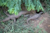 Waran-Pärchen im Yala-Nationalpark